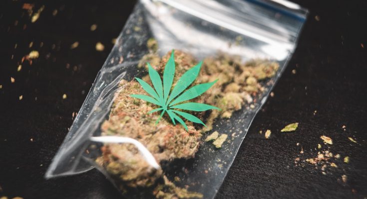 cannabis quality