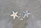Origin Story of Starfish: Proven Fossils Rewrite History