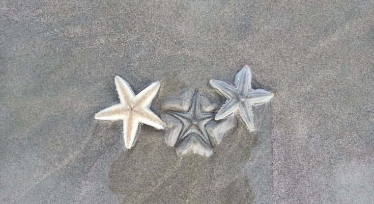 origin story of starfish